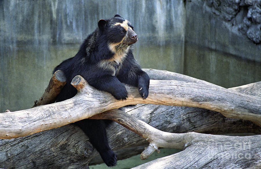 Spectacled Bear Photograph by Timothy Hacker