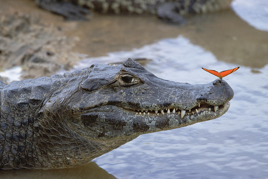 Spectacled Caiman And Butterfly Photograph by Konrad Wothe