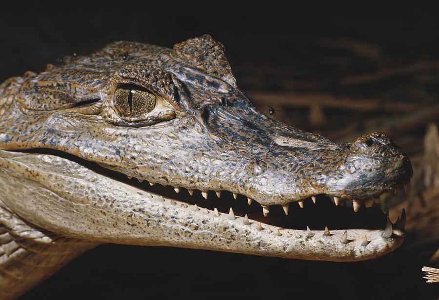 Spectacled Caiman Photograph by D & L Klein - Fine Art America