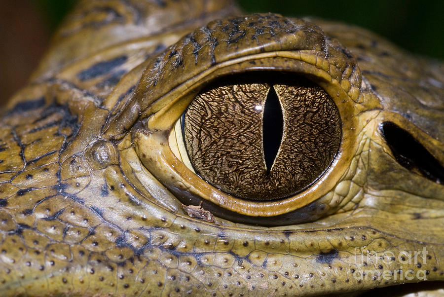 Spectacled Caiman Eye Photograph by William H. Mullins