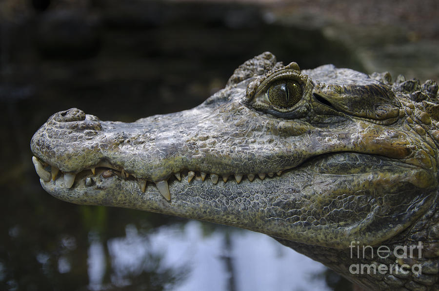 Spectacled Caiman Photograph by Steev Stamford