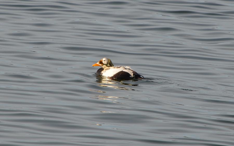 Spectacled Eider Photograph by James Petersen