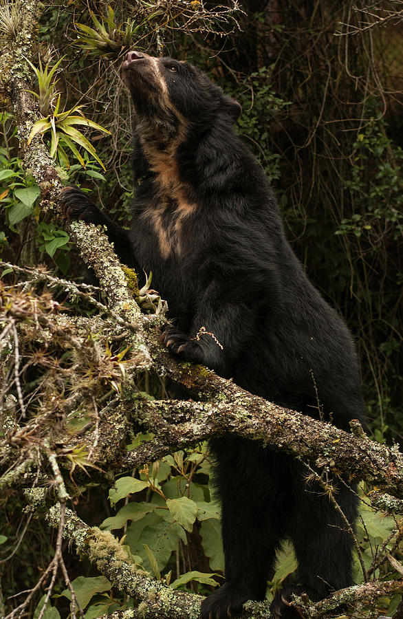Nature Photograph - Spectacled Or Andean Bear (tremarctos by Pete Oxford