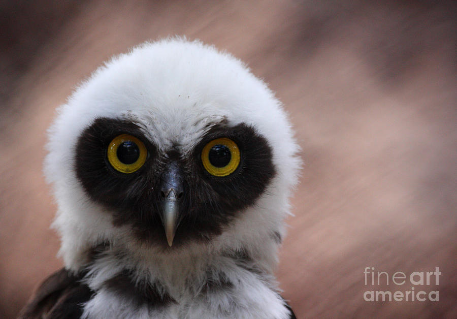 Spectacled Owl Photograph by Ruth Jolly