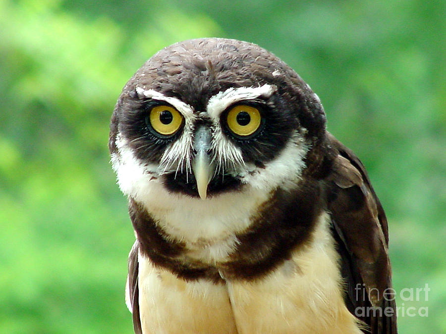 Owl Photograph - SpectacledOwl-18 by Gary Gingrich Galleries