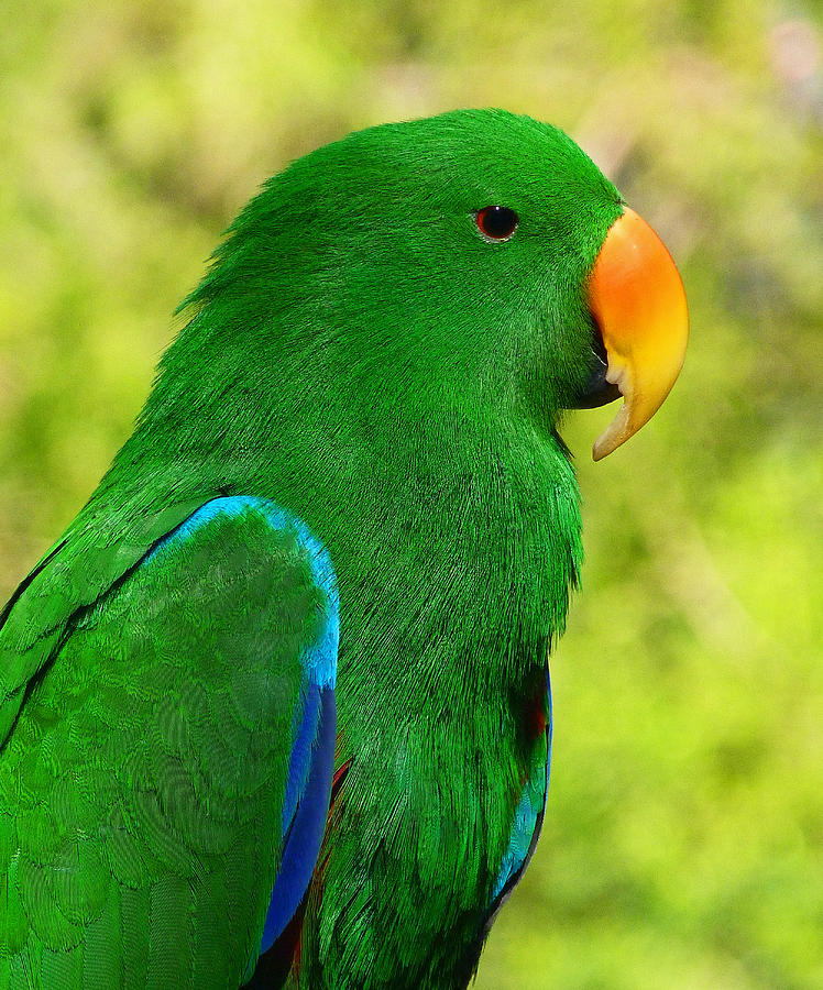 Spectacular Eclectus Parrot Photograph by Margaret Saheed