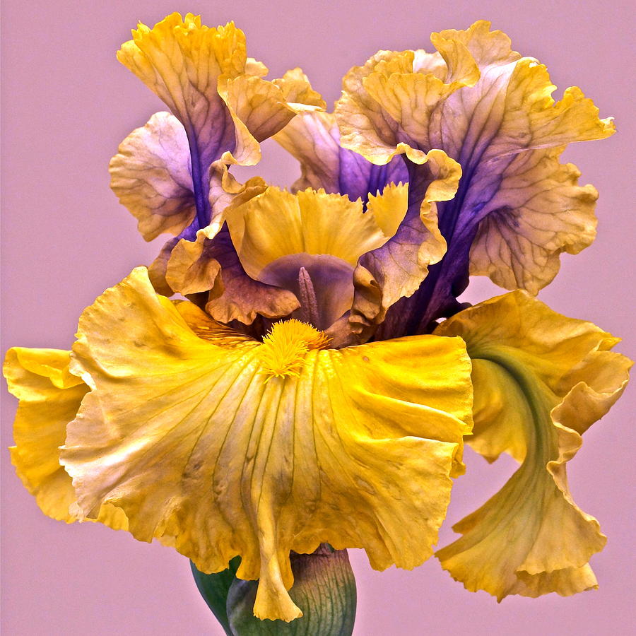 Spectacular Iris Close Up Photograph by Byron Varvarigos