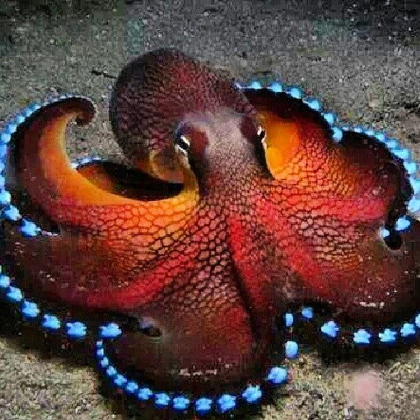 Octopus Photograph - Spectacularly Beautiful Lol I Would Be by Brandon Fisher