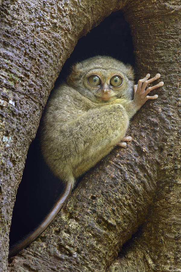 Spectral Tarsier In Tree Indonesia Photograph by Chien Lee