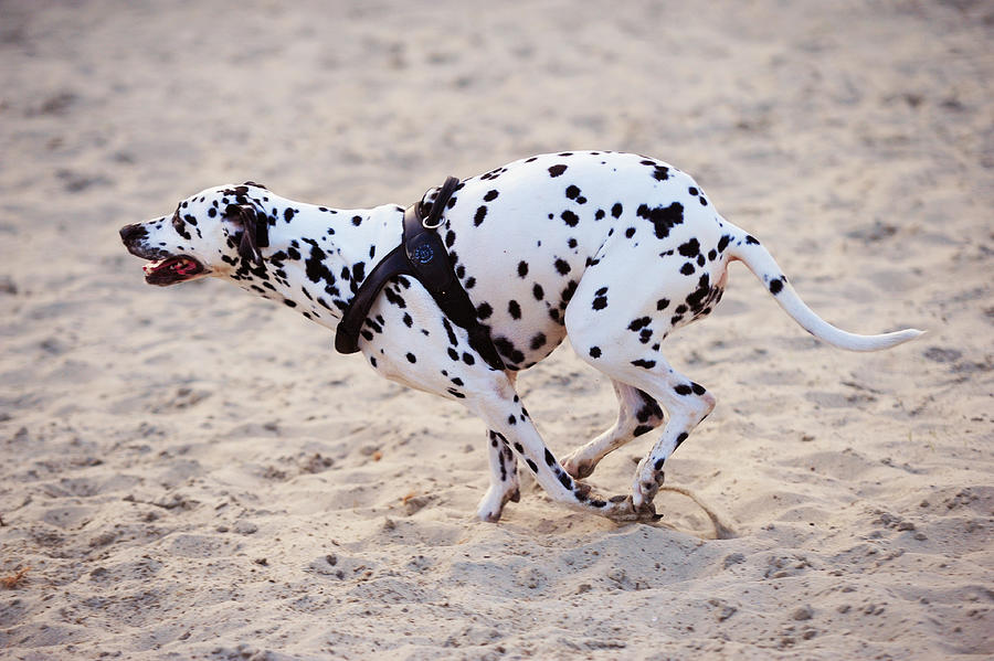 Speedy Girl. Kokkie. Dalmatian Dog Photograph by Jenny Rainbow