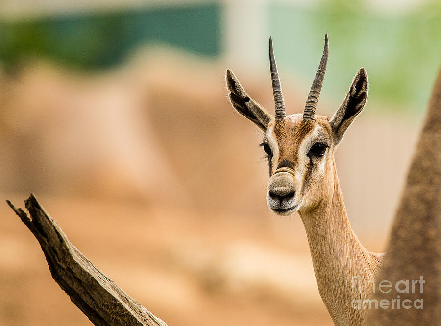 San Deigo Zoo Photograph - Spekes gazelle A1917 by Stephen Parker