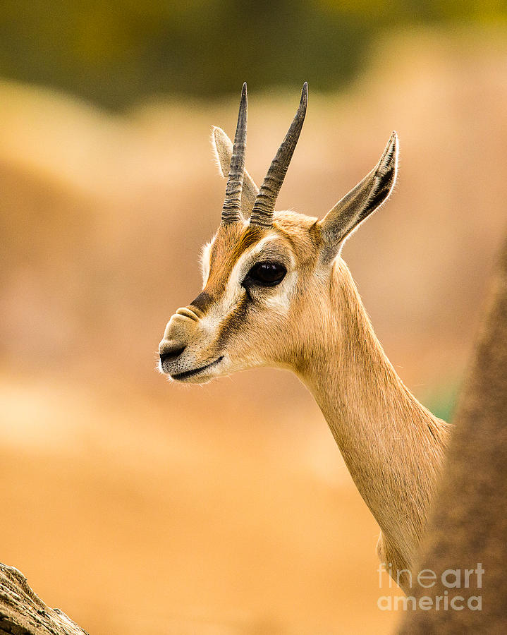 Speke's Gazelle Photograph - Spekes gazelle A1919 by Stephen Parker
