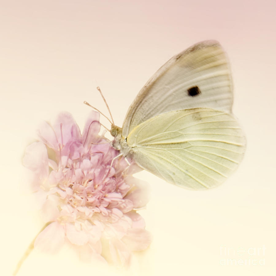 Butterfly Photograph - Spellbinder by Betty LaRue