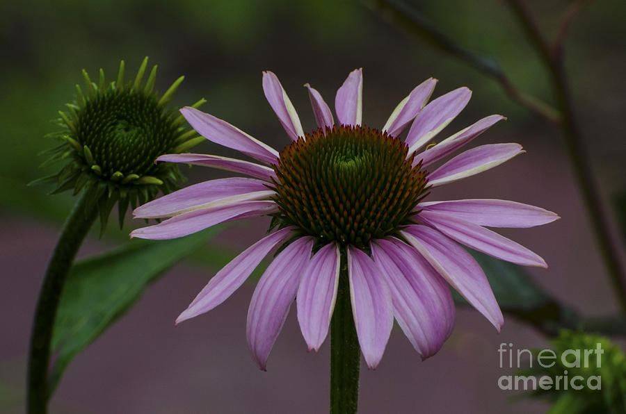 Echinacea-Spellbound Photograph by Judy Wolinsky