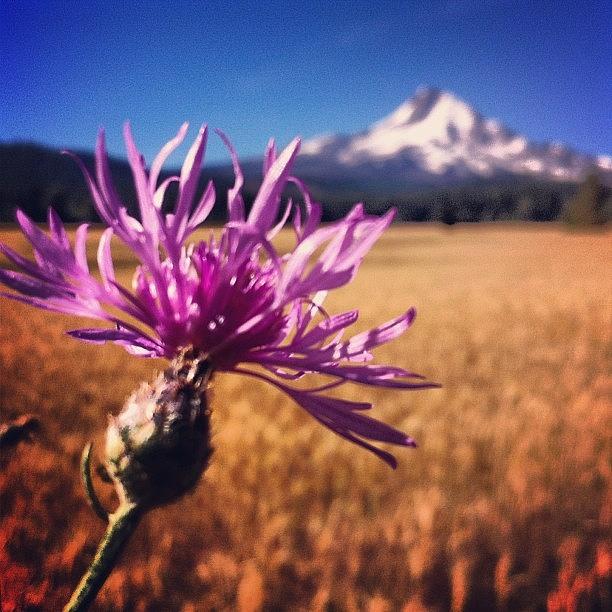 Summer Photograph - Spent Several Hours At Mt Hood Today by Mike Warner