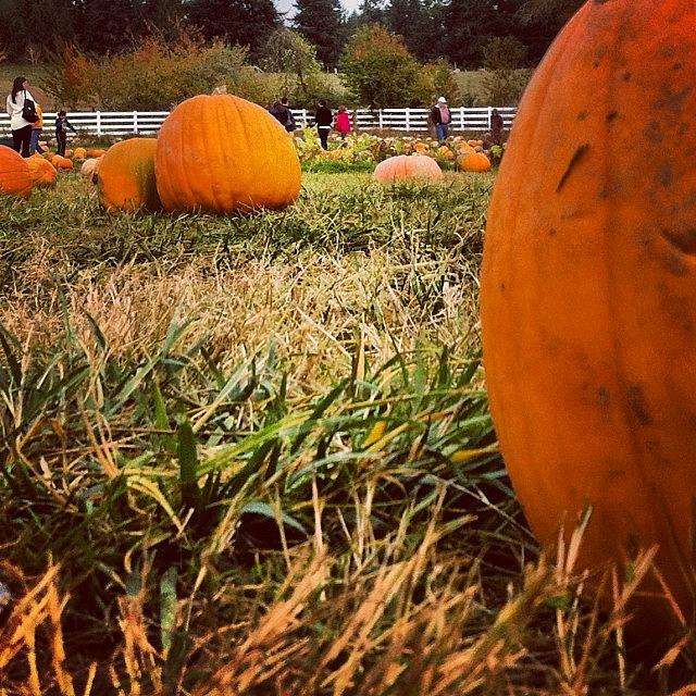 Halloween Photograph - Spent The Day At Roloff Farm In by Mike Warner
