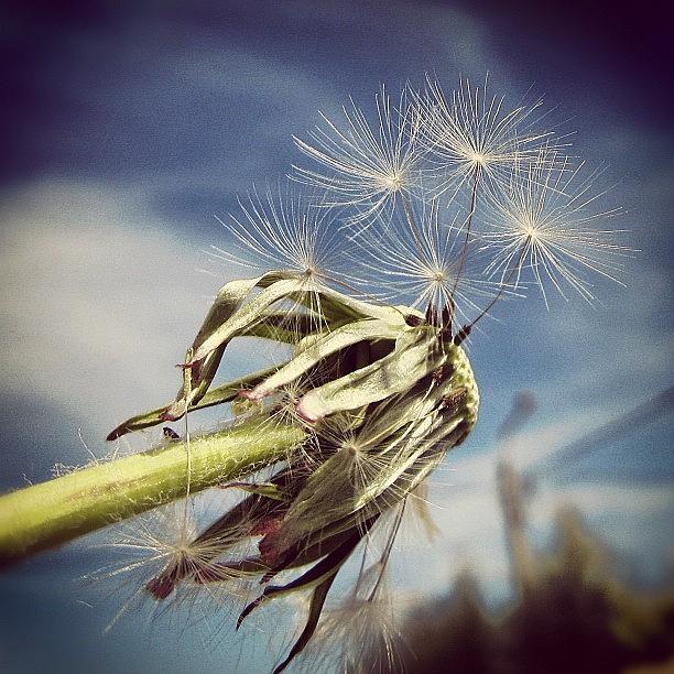 Nature Photograph - Spent Wishes... by Marianna Mills