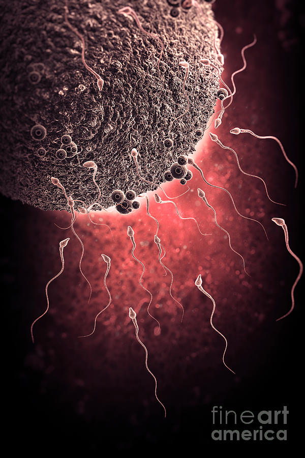 Sperm And Ovum Photograph by Science Picture Co