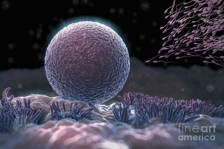 Sperm Approaching Ovum Photograph by Science Picture Co