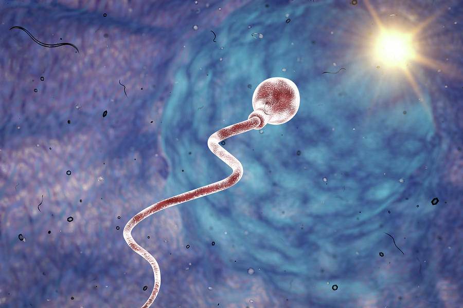 Sperm Cell Photograph by Kateryna Kon/science Photo Library Fine Art America