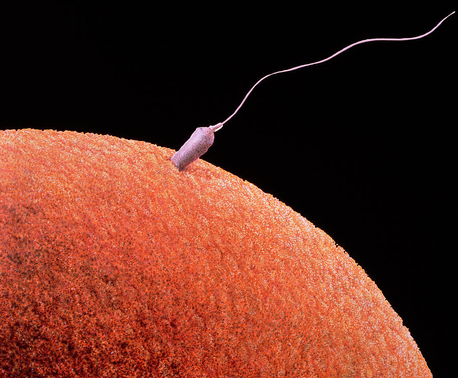 Sperm Fertilizing Egg Photograph by Francis Leroy, Biocosmos