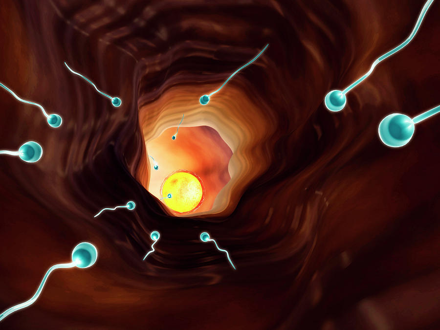 Egg Photograph - Sperm In Oviduct by Harvinder Singh