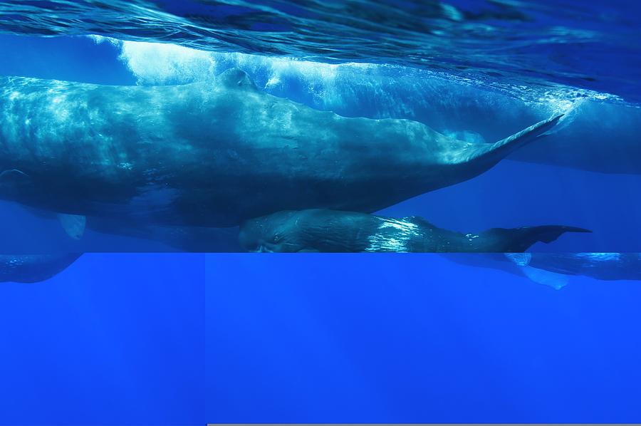 Animal Photograph - Sperm whale and calf by Science Photo Library