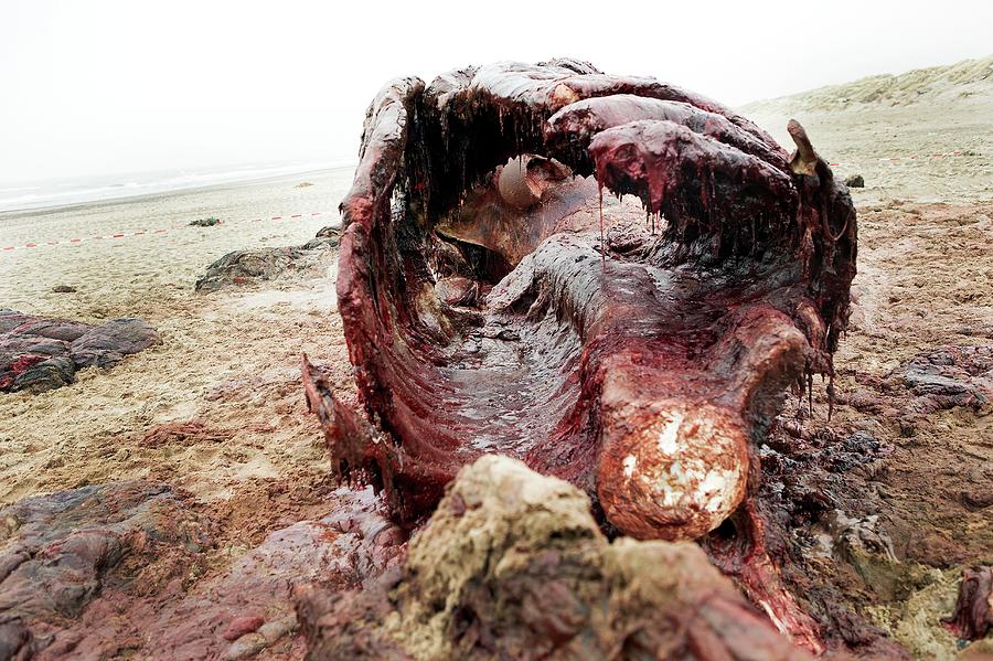 Nature Photograph - Sperm Whale Carcass by Thomas Fredberg