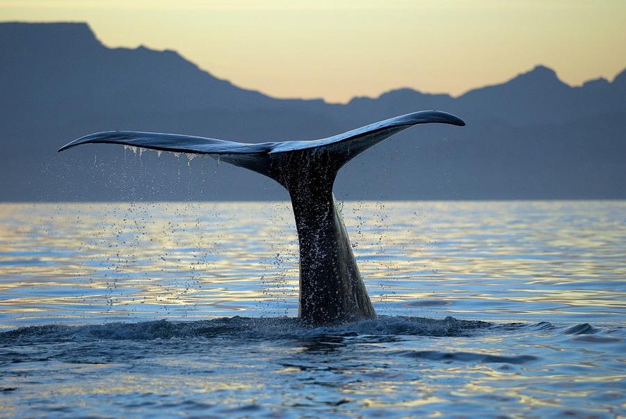 Sperm Whale Photograph by Christopher Swann/science Photo Library