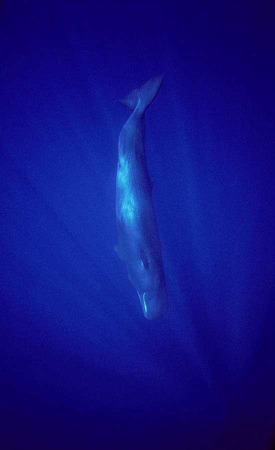 Sperm Whale Diving Indian Ocean Photograph by Flip Nicklin