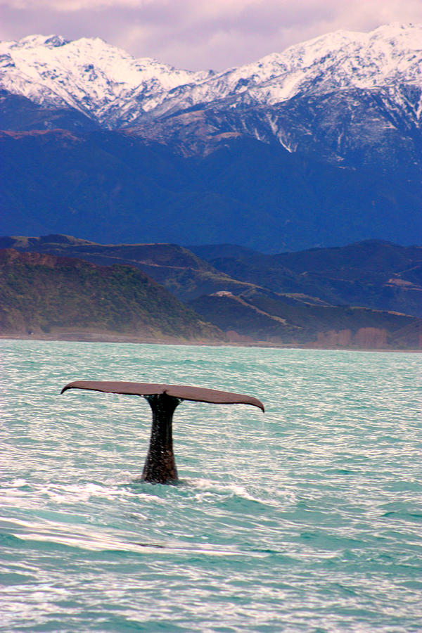 Sperm Whale Diving New Zealand Photograph by Amanda Stadther