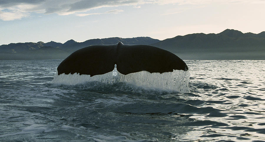 Sperm Whale Diving New Zealand Photograph by Flip Nicklin