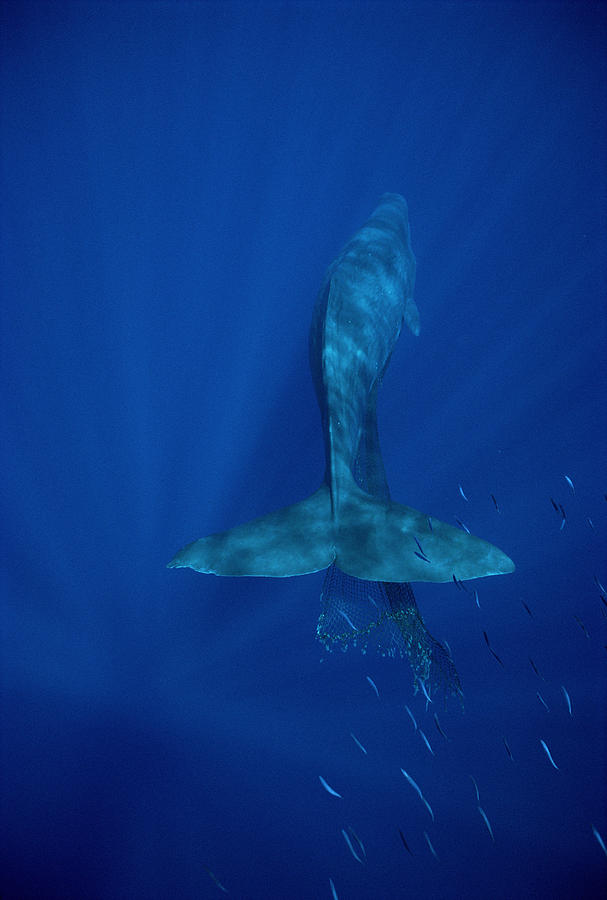 Sperm Whale Entangled In Net Hawaii Photograph by Flip Nicklin