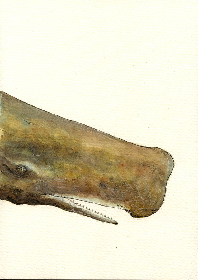 Wildlife Painting - Sperm whale first part by Juan  Bosco