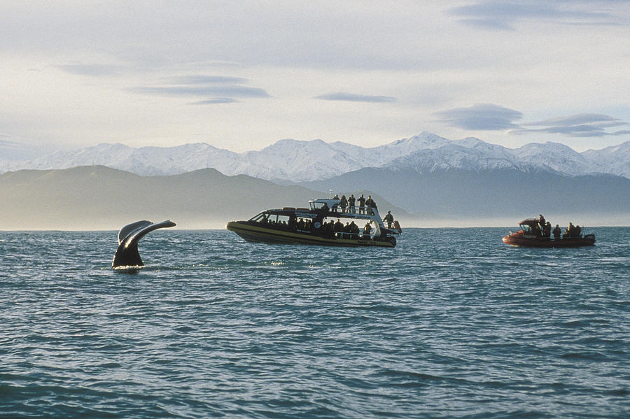 Sperm Whale Fluke And Tourists New Photograph by Flip Nicklin