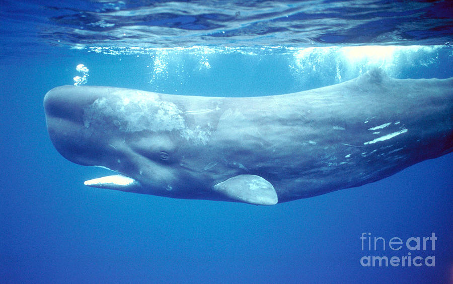 Sperm Whale Photograph by Francois Gohier