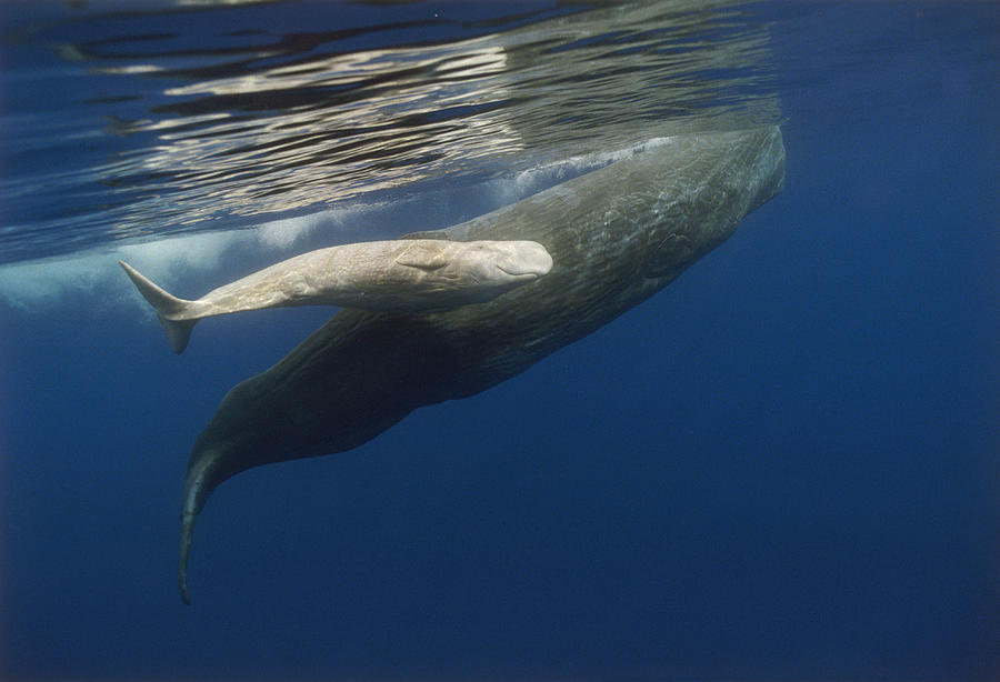 Sperm Whale Mother And Albino Baby Photograph by Flip Nicklin