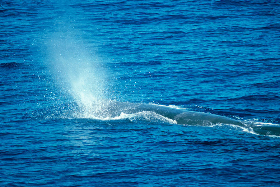 Sperm Whale Photograph by Robert Hernandez