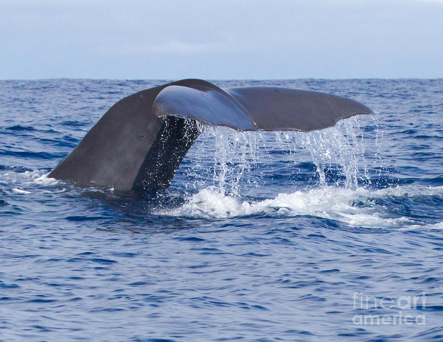 Sperm Whale Tail Photograph by Chris Scroggins