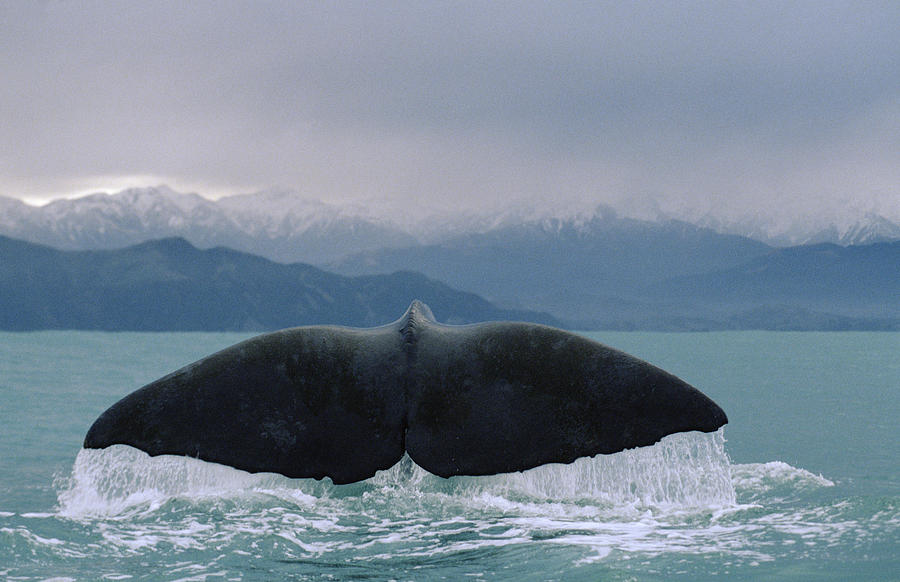 Sperm Whale Tail Photograph by Flip Nicklin