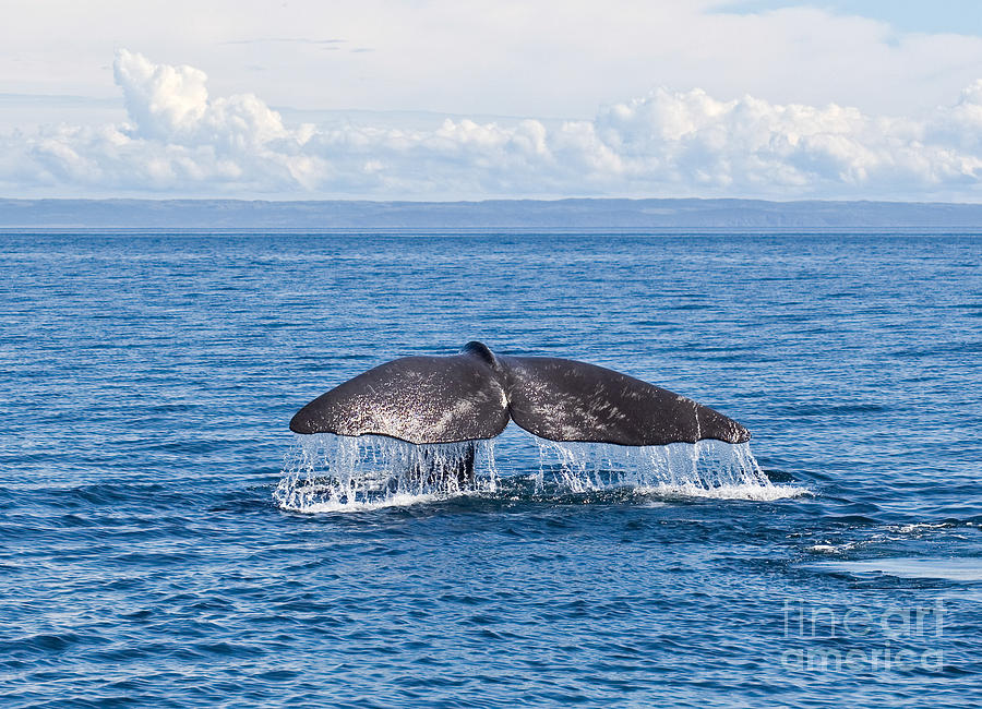 Sperm Whale tail  Physeter catodon Photograph by Liz Leyden