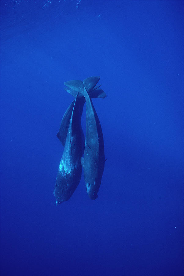 Sperm Whale Trio Diving Sri Lanka Photograph by Flip Nicklin