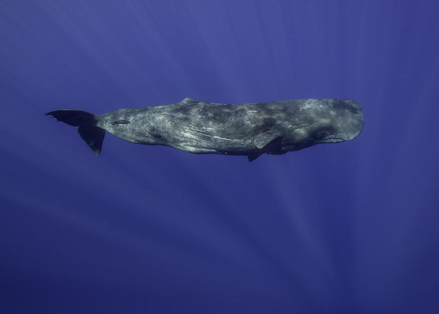 Sperm Whale Underwater Photograph by By Wildestanimal
