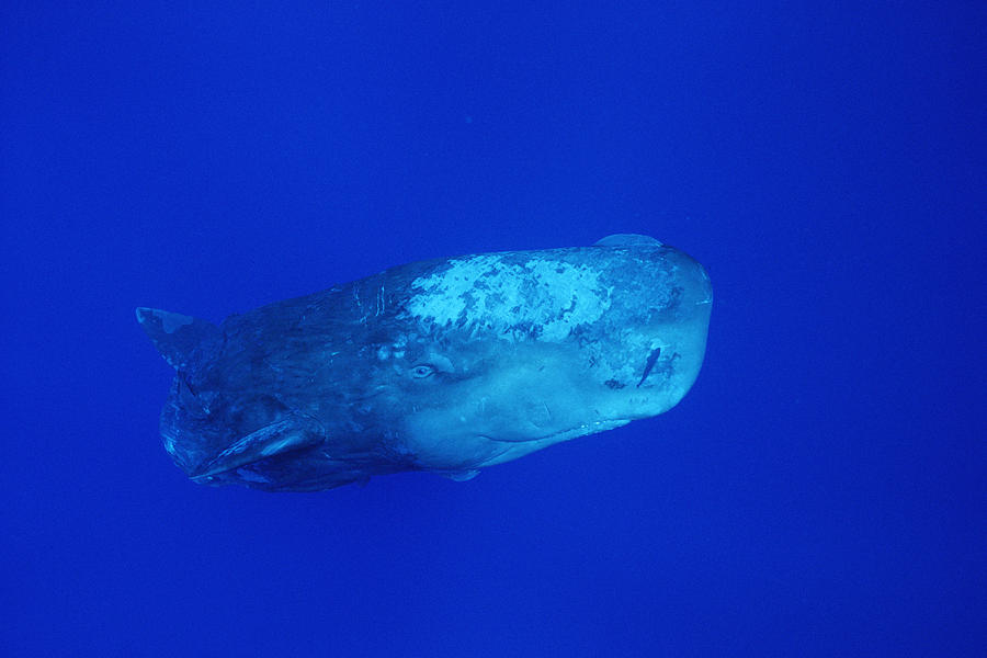Sperm Whale With Remoras Photograph by Flip Nicklin