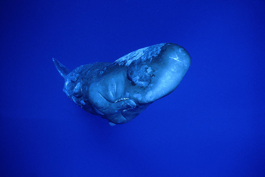 Sperm Whaledominica Photograph by Flip Nicklin