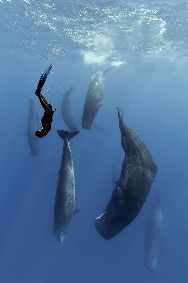 Sperm Whales And Diver Photograph by Alexis Rosenfeld/science Photo Library