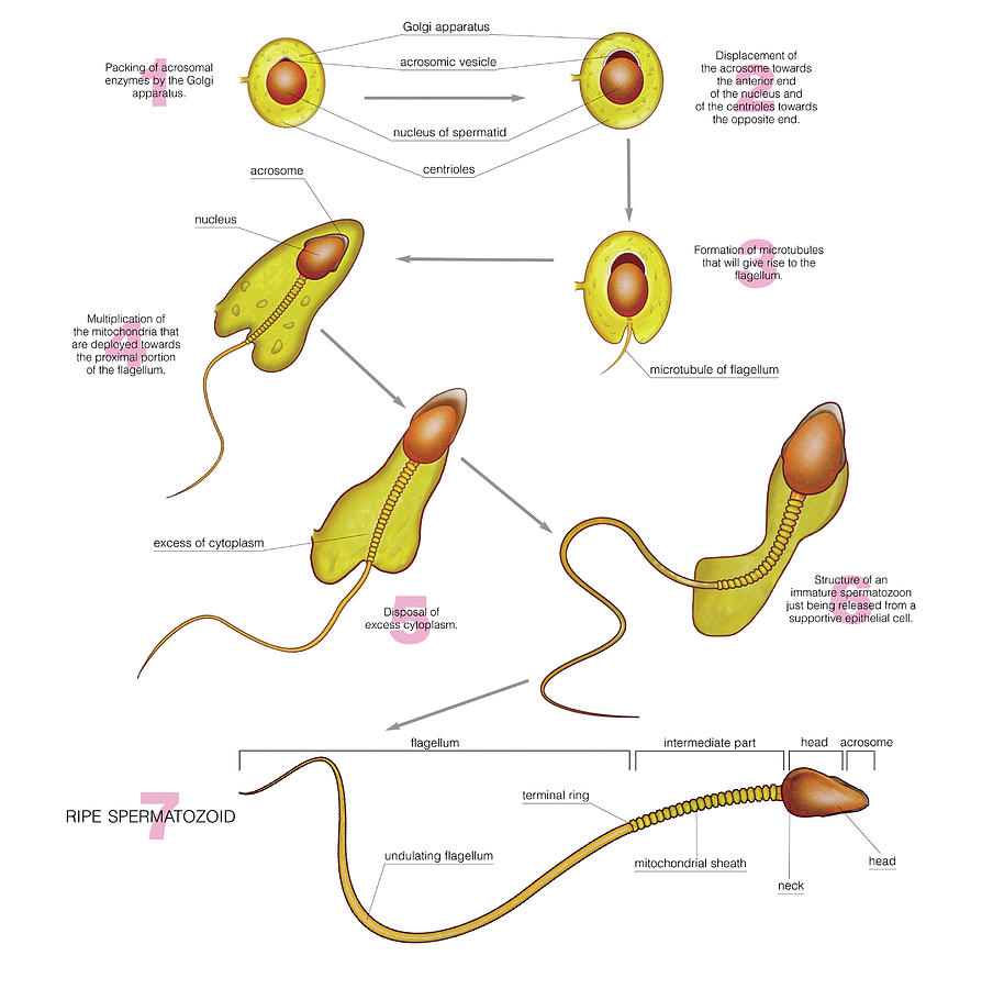 Spermiogenesis Photograph By Asklepios Medical Atlas 1449