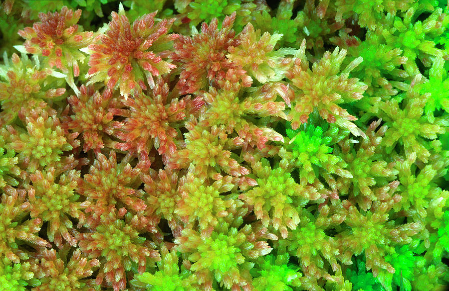 sphagnum moss download