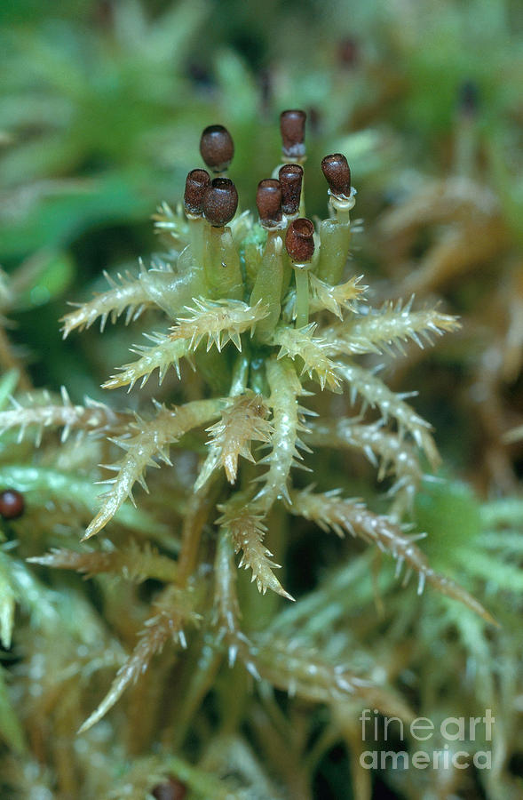 Sphagnum Moss With Spore Capsules Photograph by Larry West
