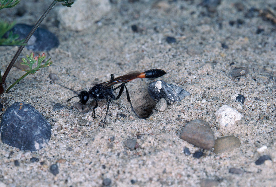 Sphecid Wasp At Burrow Photograph by John Mitchell